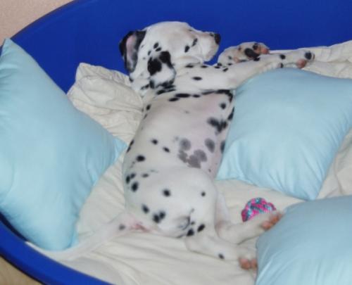 Kleiner Hund, groer Korb. So muss das sein :)