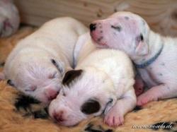 geschwister liebe