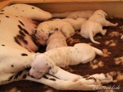 anfang 3 Woche