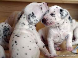 alle haben sich lieb